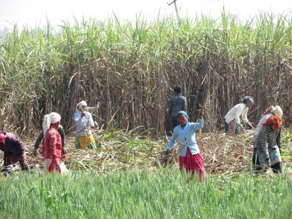 उखु काट्दै गरेका बेलौरीका किसान